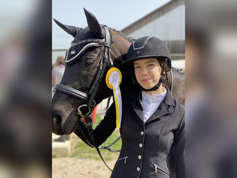 Deutsches Reitpony Stute 8 Jahre 146 cm Rappe in Lintgen