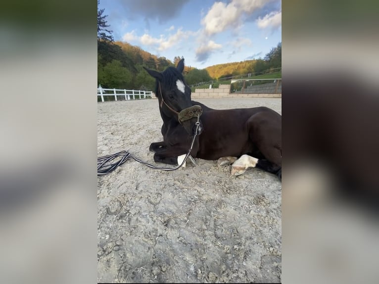 Deutsches Reitpony Stute 8 Jahre 146 cm Rappe in Lintgen