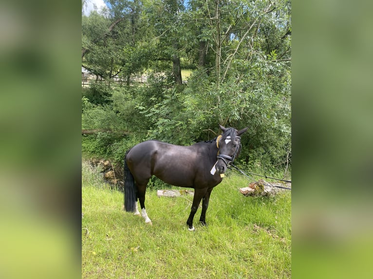 Deutsches Reitpony Stute 8 Jahre 146 cm Rappe in Lintgen