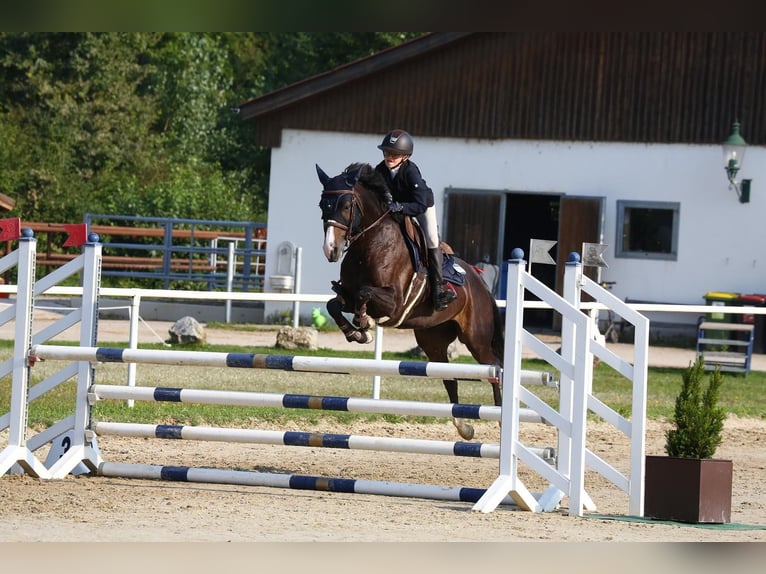 Deutsches Reitpony Stute 8 Jahre 147 cm Dunkelbrauner in Unterhameten