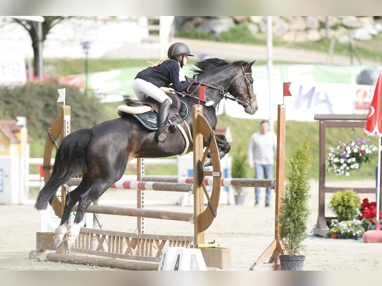 Deutsches Reitpony Stute 8 Jahre 147 cm Dunkelbrauner in Unterhameten