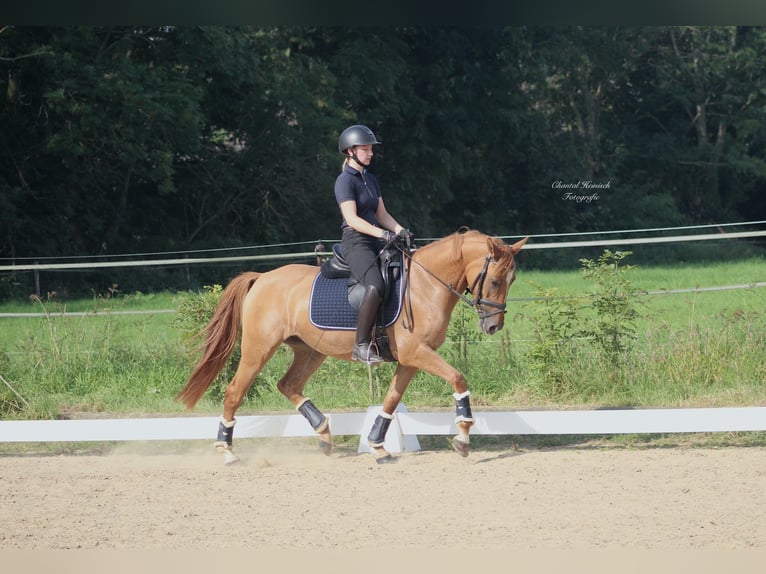 Deutsches Reitpony Stute 8 Jahre 147 cm Fuchs in T&#xF6;nisvorst