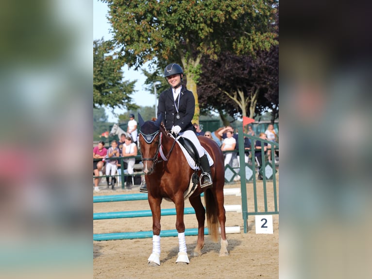 Deutsches Reitpony Stute 8 Jahre 147 cm Fuchs in Stralsund