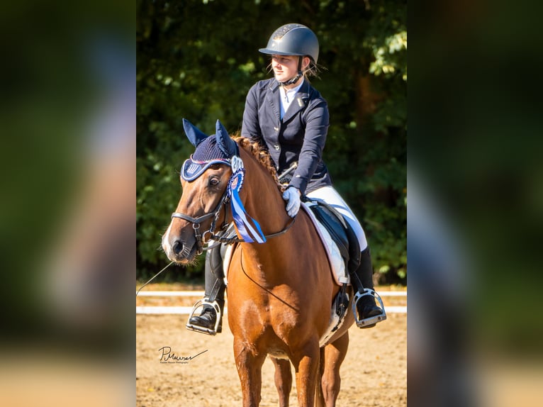 Deutsches Reitpony Stute 8 Jahre 147 cm Fuchs in Stralsund