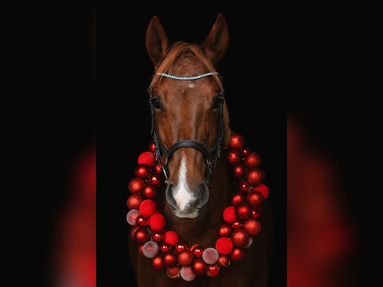 Deutsches Reitpony Stute 8 Jahre 147 cm Fuchs in Stralsund
