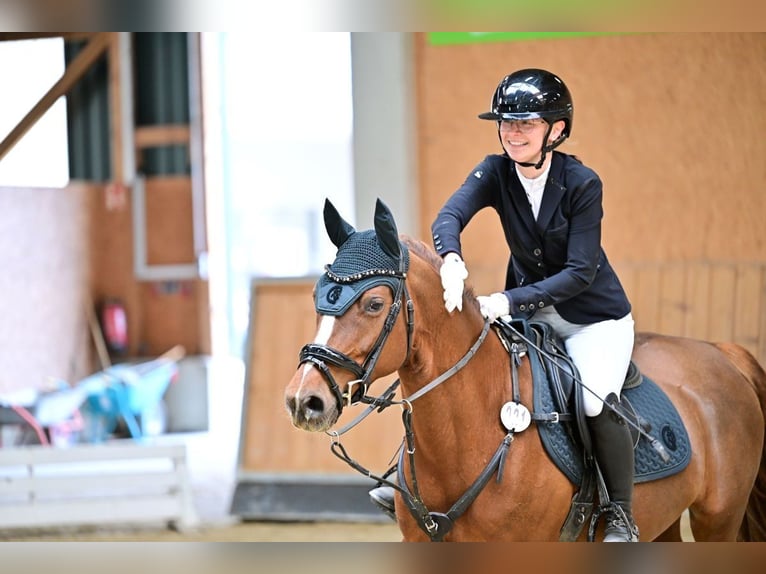 Deutsches Reitpony Stute 8 Jahre 147 cm Fuchs in Zapfendorf