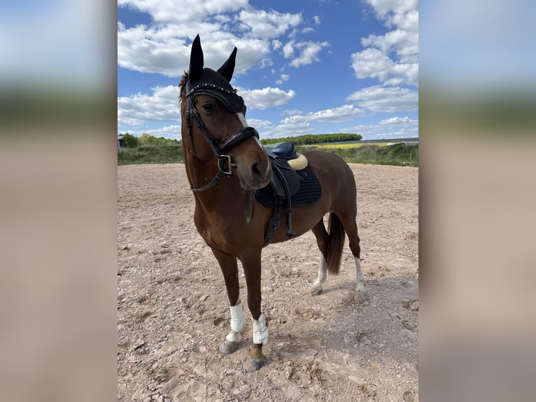 Deutsches Reitpony Stute 8 Jahre 147 cm Fuchs in Zapfendorf