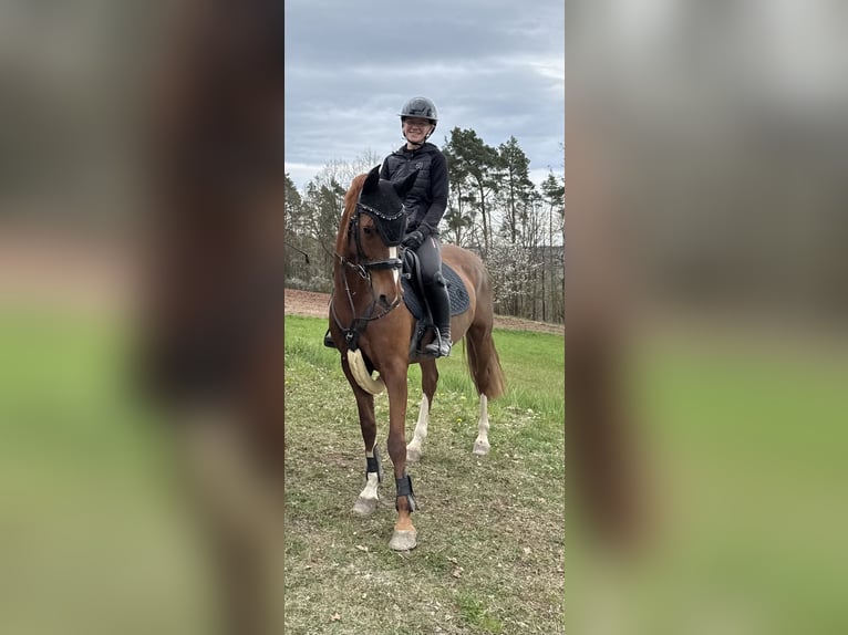 Deutsches Reitpony Stute 8 Jahre 147 cm Fuchs in Zapfendorf
