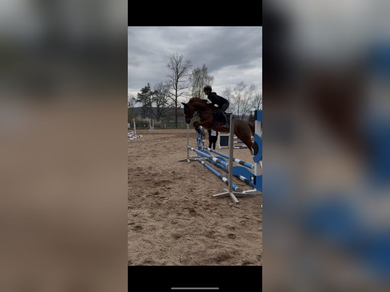 Deutsches Reitpony Stute 8 Jahre 147 cm Fuchs in Zapfendorf