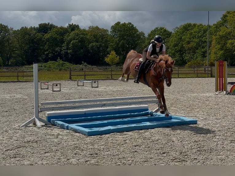 Deutsches Reitpony Stute 8 Jahre 147 cm Fuchs in Bad Zwischenahn