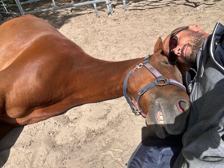 Deutsches Reitpony Stute 8 Jahre 147 cm Fuchs in Bad Zwischenahn