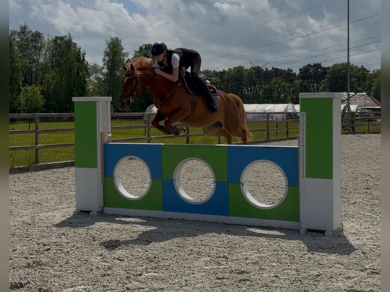 Deutsches Reitpony Stute 8 Jahre 147 cm Fuchs in Bad Zwischenahn