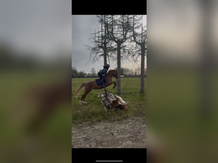 Deutsches Reitpony Stute 8 Jahre 147 cm Fuchs in Bad Zwischenahn