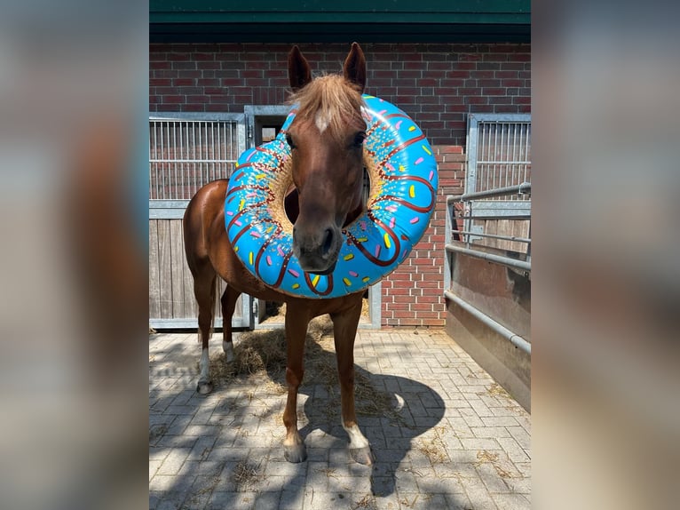 Deutsches Reitpony Stute 8 Jahre 147 cm Fuchs in Bad Zwischenahn