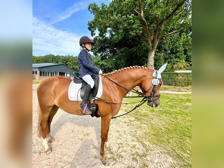 Deutsches Reitpony Stute 8 Jahre 147 cm Fuchs in Bad Zwischenahn