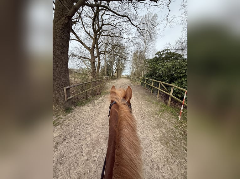 Deutsches Reitpony Stute 8 Jahre 147 cm Fuchs in Bad Zwischenahn