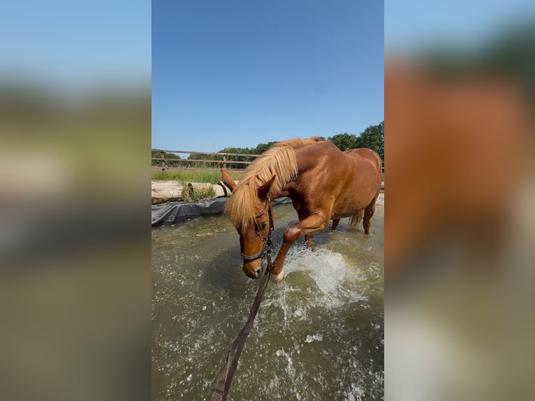 Deutsches Reitpony Stute 8 Jahre 147 cm Fuchs in Bad Zwischenahn