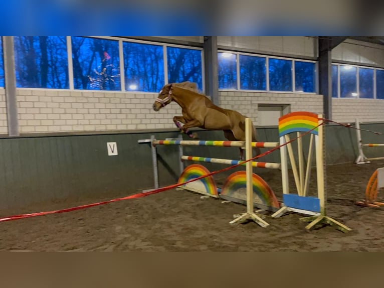 Deutsches Reitpony Stute 8 Jahre 147 cm Fuchs in Bad Zwischenahn