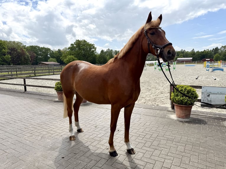 Deutsches Reitpony Stute 8 Jahre 147 cm Fuchs in Bad Zwischenahn