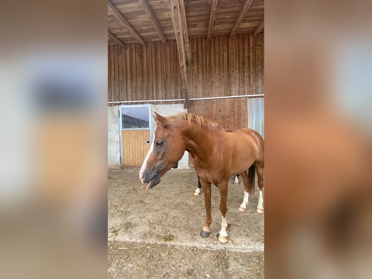 Deutsches Reitpony Stute 8 Jahre 147 cm Fuchs in Aschau am Inn