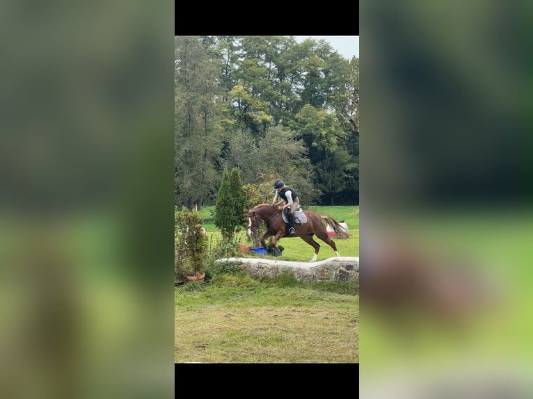 Deutsches Reitpony Stute 8 Jahre 147 cm Fuchs in Aschau am Inn