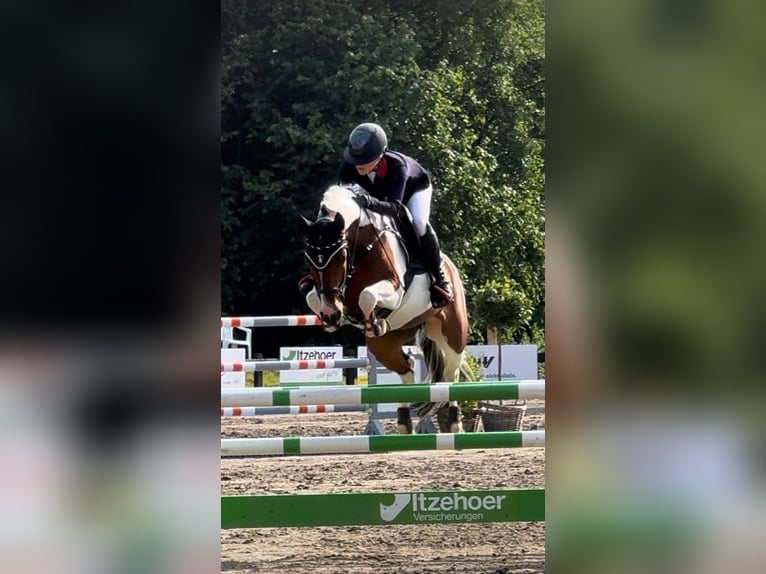 Deutsches Reitpony Stute 8 Jahre 147 cm Schecke in Bovenau