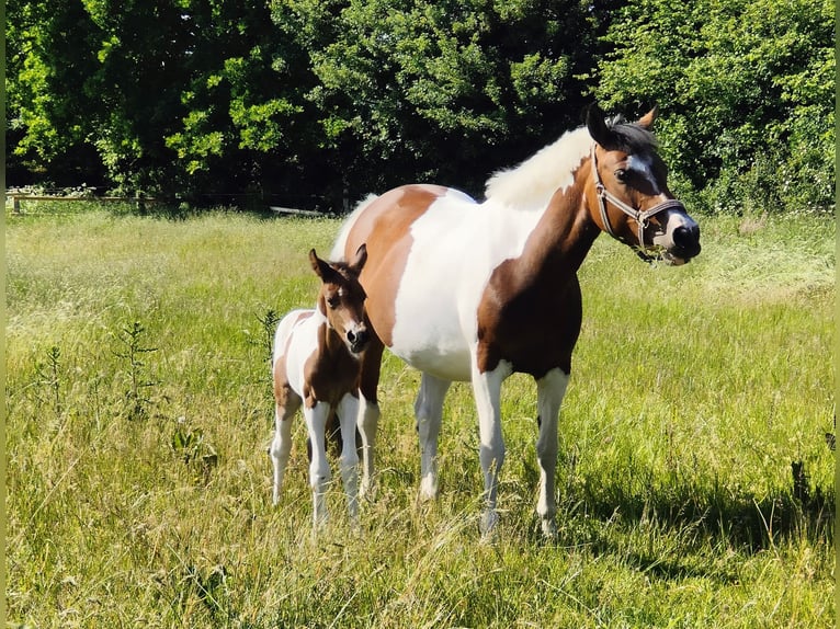 Deutsches Reitpony Stute 8 Jahre 147 cm Schecke in Bovenau