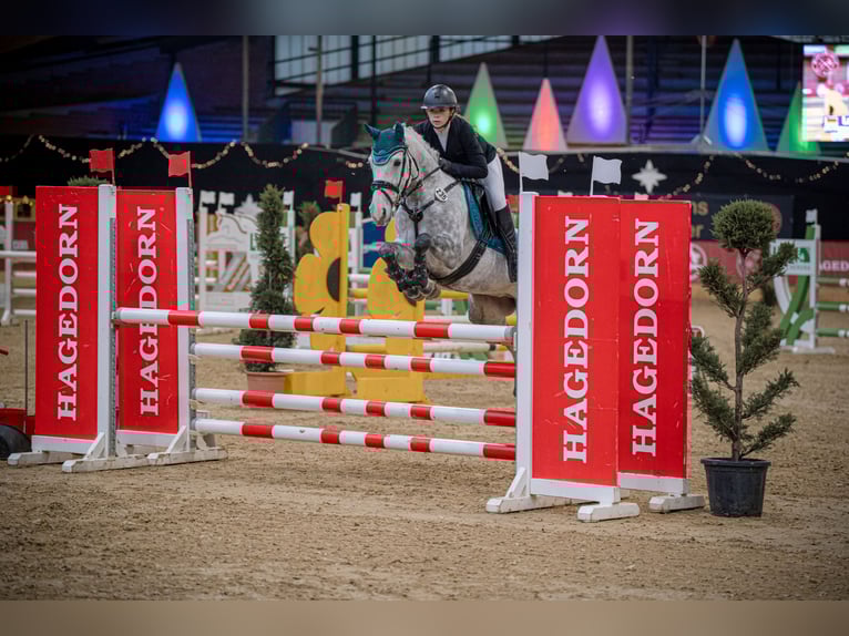 Deutsches Reitpony Stute 8 Jahre 147 cm Schimmel in Stemwede