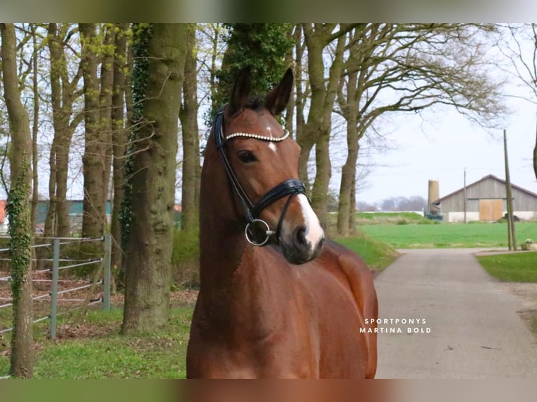 Deutsches Reitpony Stute 8 Jahre 148 cm Brauner in Recke, bei Osnabrück