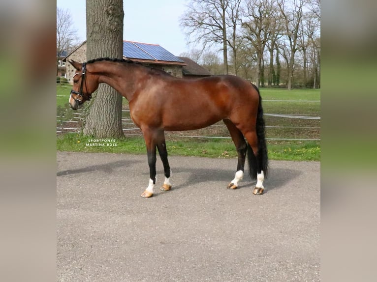 Deutsches Reitpony Stute 8 Jahre 148 cm Brauner in Recke, bei Osnabrück