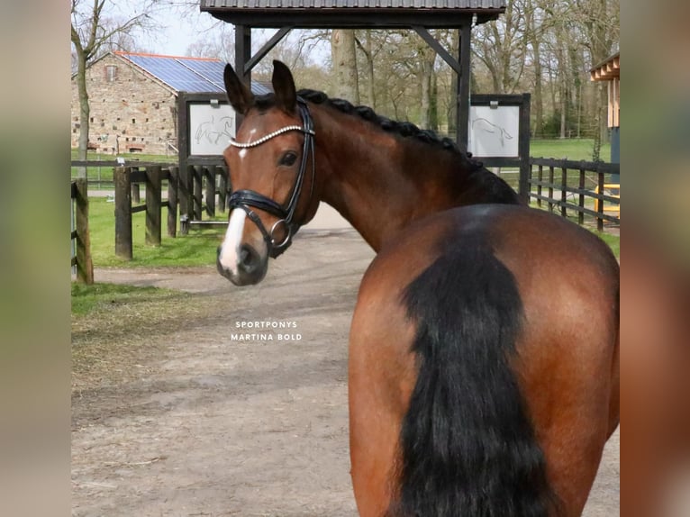 Deutsches Reitpony Stute 8 Jahre 148 cm Brauner in Recke, bei Osnabrück
