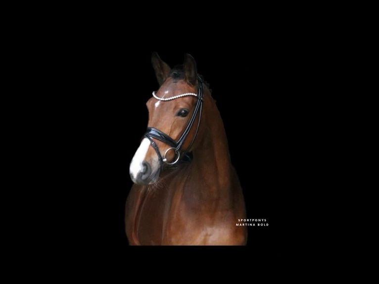 Deutsches Reitpony Stute 8 Jahre 148 cm Brauner in Recke, bei Osnabrück