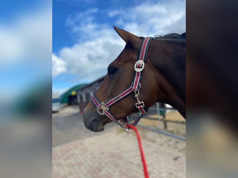 Deutsches Reitpony Stute 8 Jahre 148 cm Brauner in Badbergen