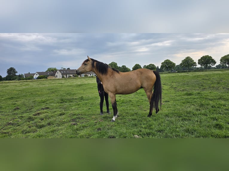 Deutsches Reitpony Stute 8 Jahre 148 cm Buckskin in Garbsen