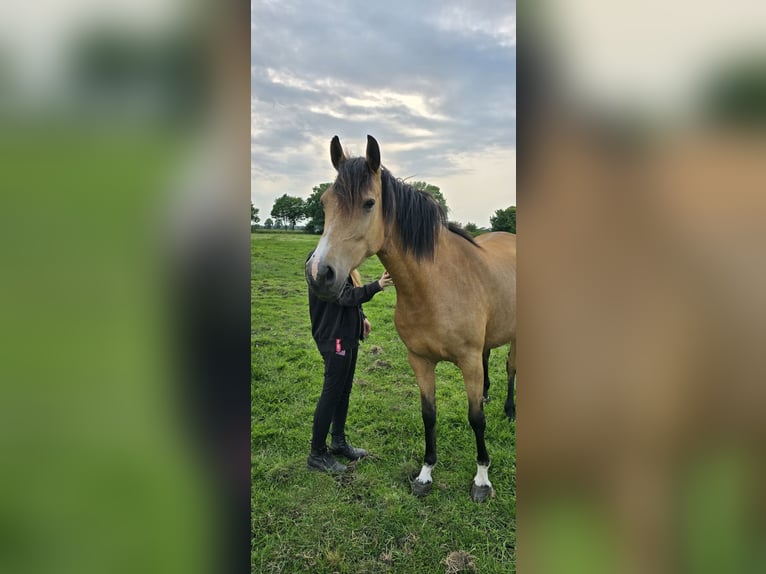 Deutsches Reitpony Stute 8 Jahre 148 cm Buckskin in Garbsen
