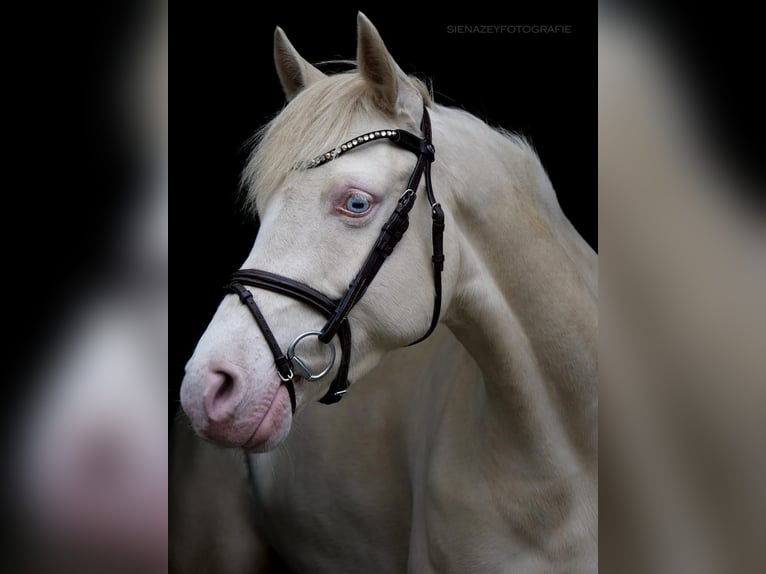 Deutsches Reitpony Stute 8 Jahre 148 cm Cremello in Alfhausen