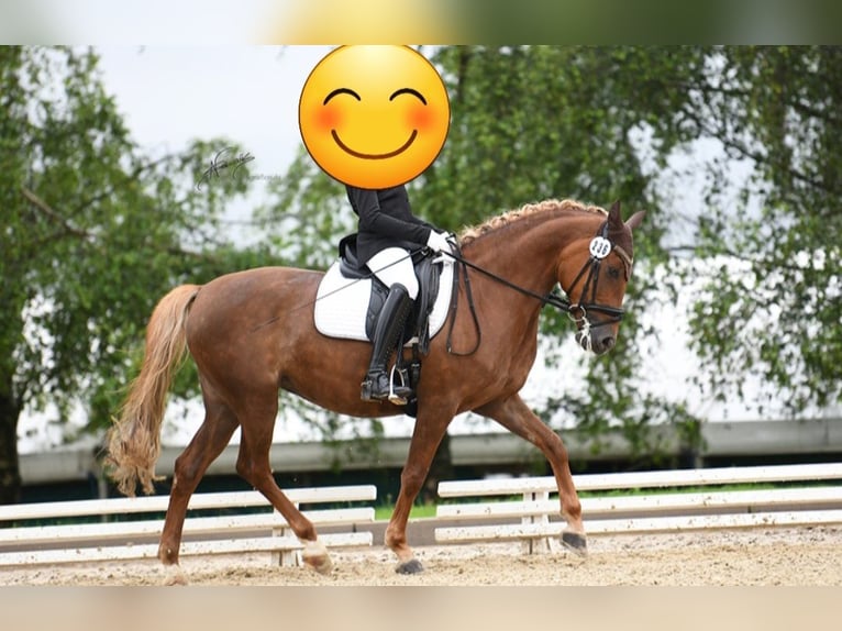 Deutsches Reitpony Stute 8 Jahre 148 cm Fuchs in Neuwied