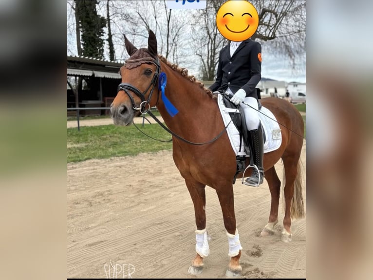 Deutsches Reitpony Stute 8 Jahre 148 cm Fuchs in Neuwied