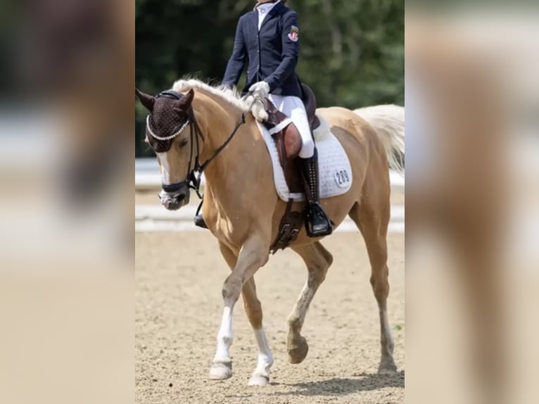 Deutsches Reitpony Stute 8 Jahre 148 cm Palomino in Brunnthal