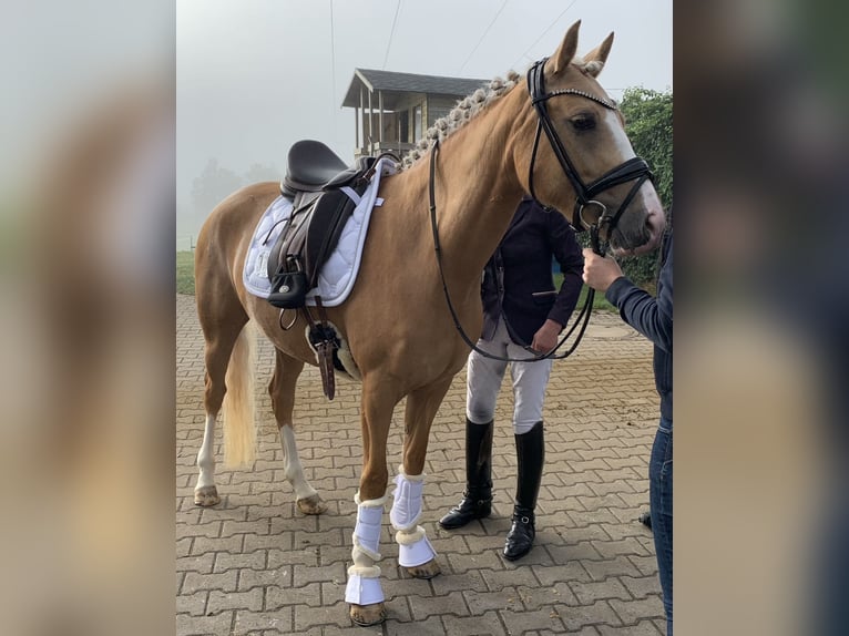Deutsches Reitpony Stute 8 Jahre 148 cm Palomino in Brunnthal