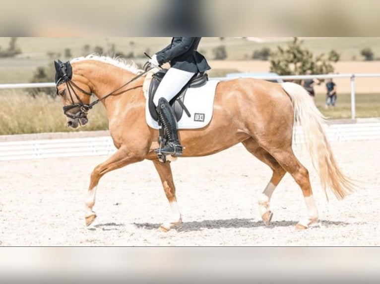 Deutsches Reitpony Stute 8 Jahre 148 cm Palomino in Brunnthal