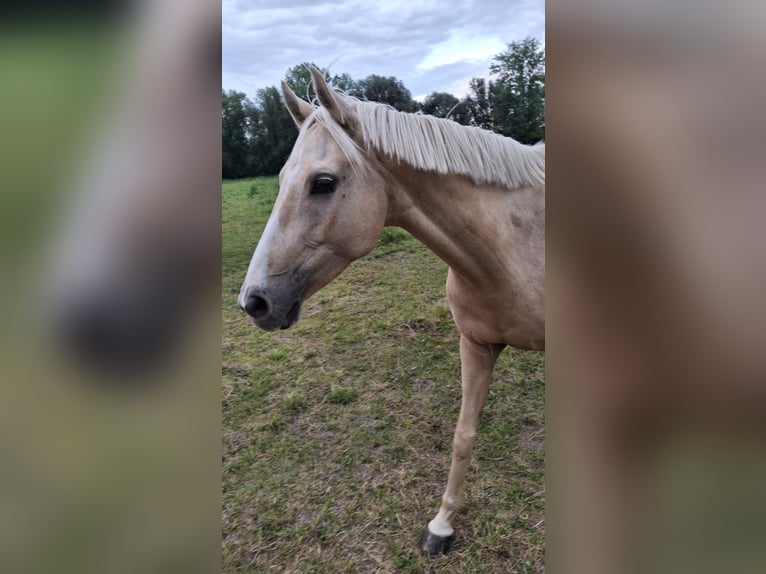 Deutsches Reitpony Stute 8 Jahre 148 cm Palomino in Gröningen