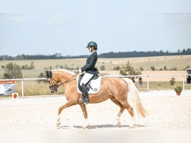 Deutsches Reitpony Stute 8 Jahre 148 cm Palomino in München
