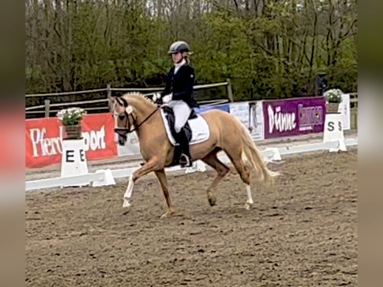 Deutsches Reitpony Stute 8 Jahre 148 Cm Palomino In Breiholz