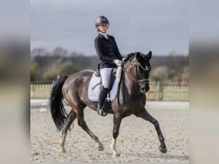 Deutsches Reitpony Stute 8 Jahre 148 cm Rappe in Barmstedt