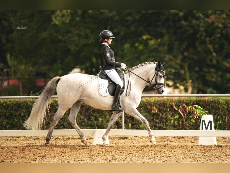 Deutsches Reitpony Stute 8 Jahre 148 cm Schimmel in Heinsberg Deutsches Reitpony Stute 8 Jahre 148 cm Schimmel in Heinsberg