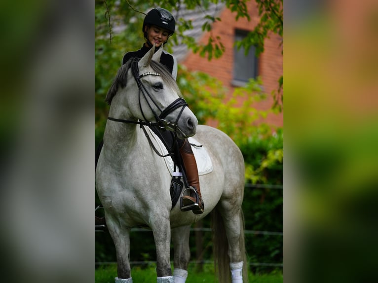 Deutsches Reitpony Stute 8 Jahre 148 cm Schimmel in Heinsberg