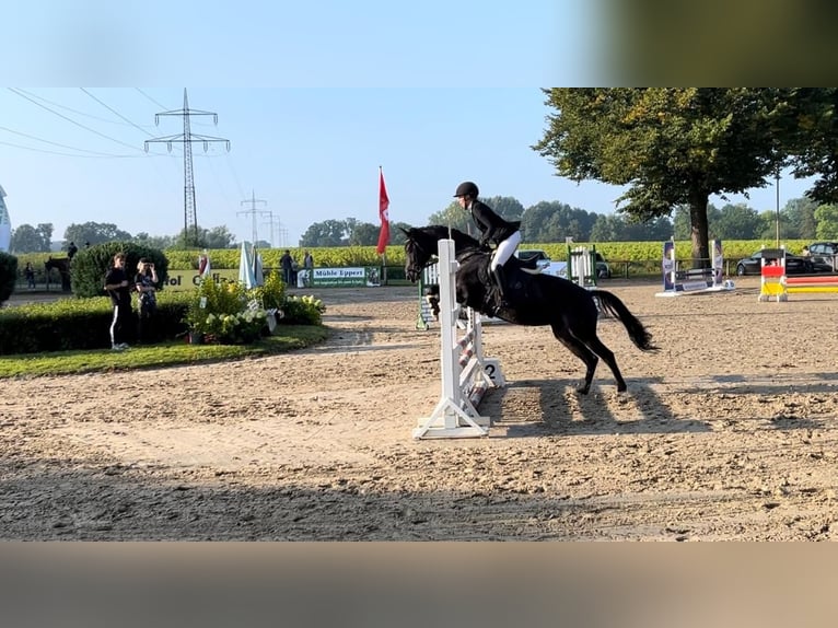 Deutsches Reitpony Stute 8 Jahre 148 cm Schwarzbrauner in RecklinghausenRecklinghausen