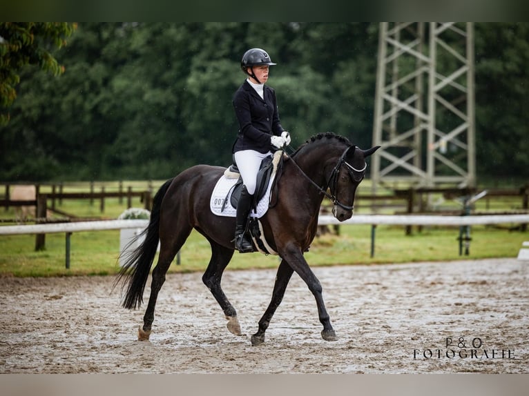 Deutsches Reitpony Stute 8 Jahre 148 cm Schwarzbrauner in RecklinghausenRecklinghausen