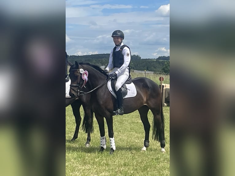 Deutsches Reitpony Stute 8 Jahre 148 cm in Großhennersdorf
